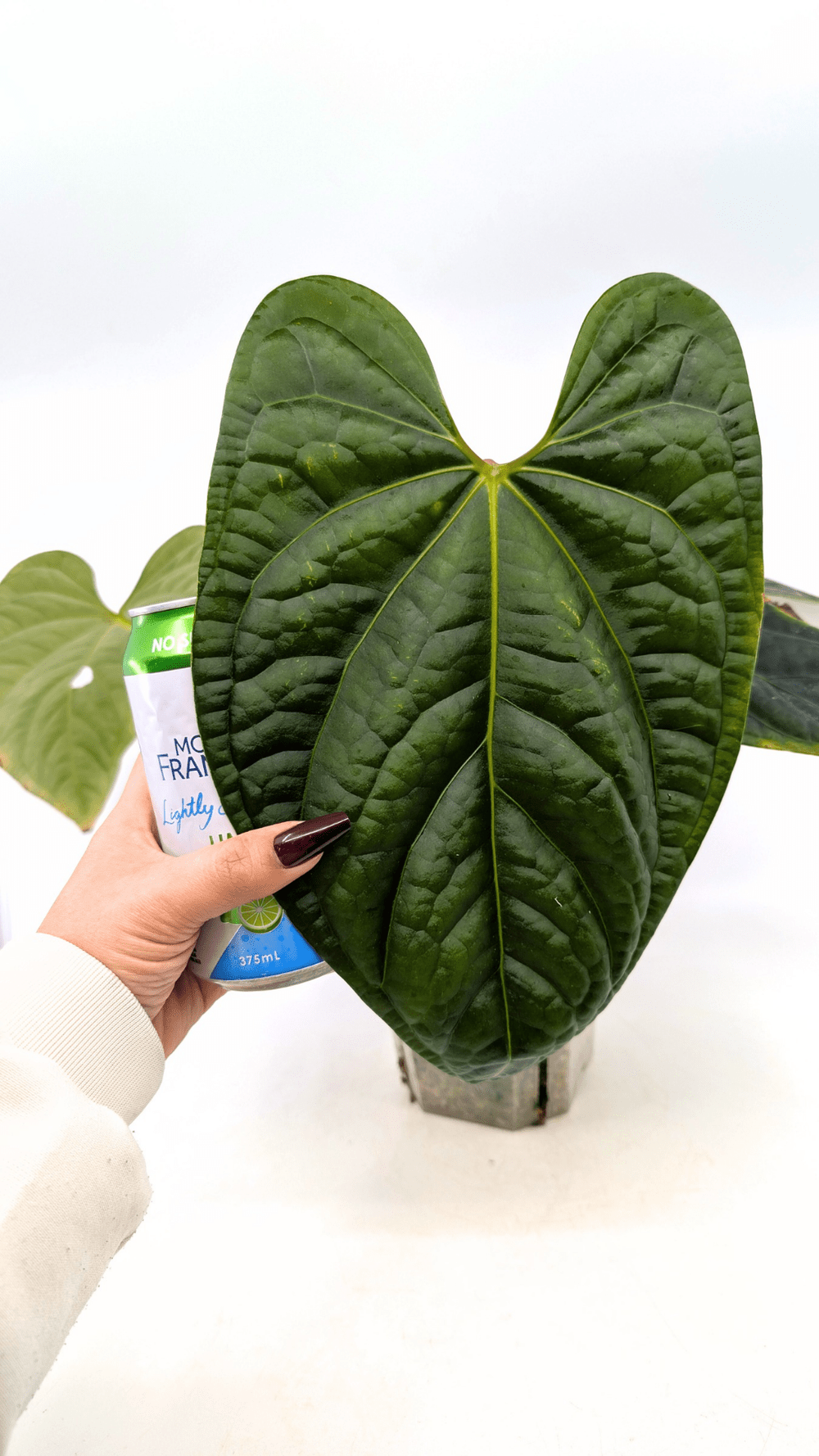 Anthurium Regale X Luxurians — The Leaf Gallery